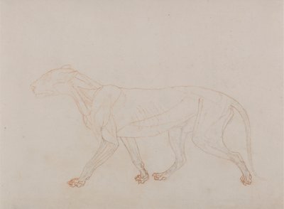 Tiger Body, Lateral View by George Stubbs