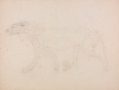 Tiger Body, Lateral View by George Stubbs