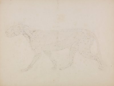 Tiger Body, Lateral View by George Stubbs