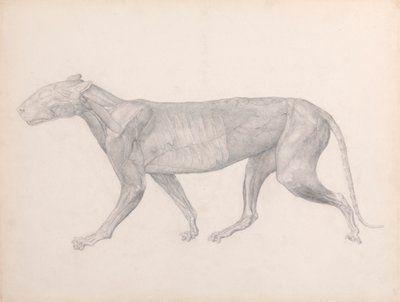 Tiger, Lateral View, with the Connective Tissue Overlying the Muscles Removed by George Stubbs