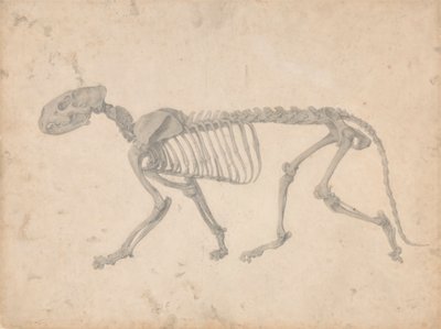 Tiger Skeleton, Lateral View by George Stubbs