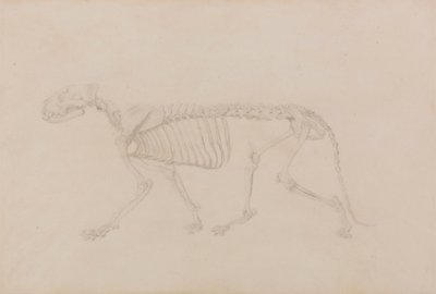 Tiger Skeleton, Lateral View by George Stubbs