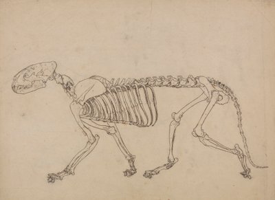 Tiger Skeleton, Lateral View (Study for the key figure to Table IV) by George Stubbs