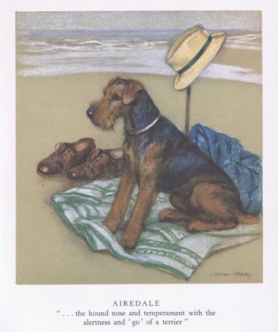 Airedale by George Vernon Stokes