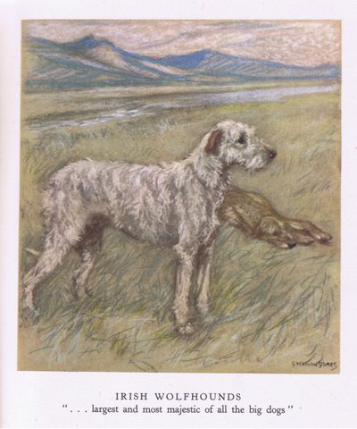Irish Wolfhounds by George Vernon Stokes