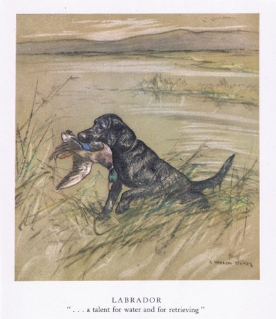 Labrador by George Vernon Stokes