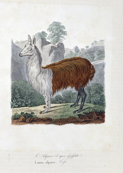 Natural History Plate: Zoological board representing The Alpaca (after Griffith) or Lama alpaca - in 