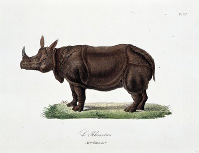 Natural History Plate: Zoological board representing the Rhinoceros - in 