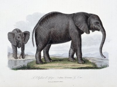 Natural History Plate: Zoological board representing the African elephant; Elephas Africanus - in 