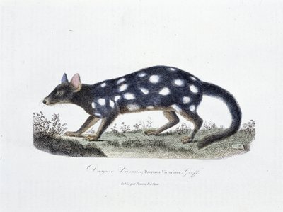 Natural History Plate: Zoological board representing the Dasyure Viverrin, Dasyurus Viverrinus - in 