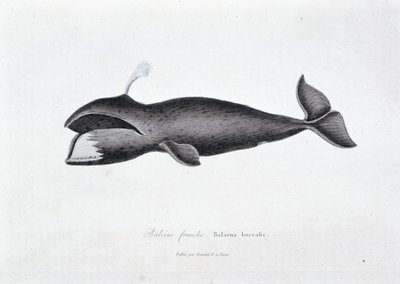 Natural History Plate: Zoological board representing the right whale, Balaena borealis - in Works of Buffon by naturalist Georges Louis Leclerc, Count of Buffon by Georges Louis Leclerc