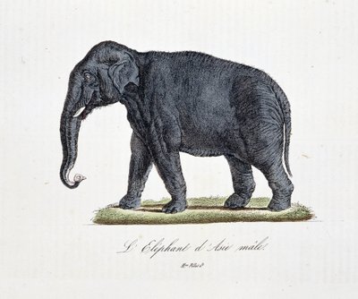 Natural History Plate: Zoological chart depicting the Asian Elephant male - in 
