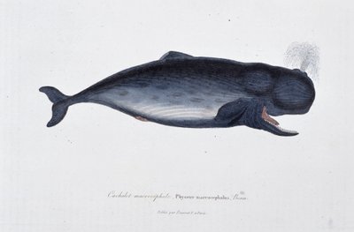 Natural History Plate: Zoological chart depicting the macrocephal sperm whale, Physeter macrocephalus, Bonn - in 