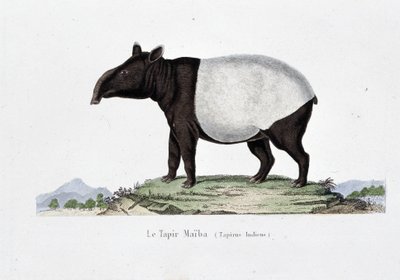 Natural History Plate: Zoological chart representing the Tapir Maiba (Tapirus Indicus) - in 