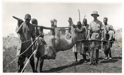 Lion at Bahr el Ghazal, Am Dafok, 1925 by Georges Marie Haardt