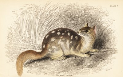 Eastern Quoll, Dasyurus viverrinus. Endangered by Georges Robert Waterhouse