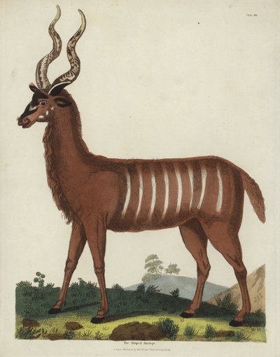 The Striped Antelope by Georges de Buffon