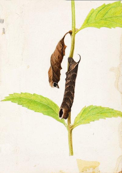 Curled Dead Leaf Mimicking Sphinx Caterpillar, study for book Concealing Coloration in the Animal Kingdom by Gerald H. Thayer