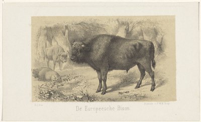 European Bison by Gerardus Johannes Bos