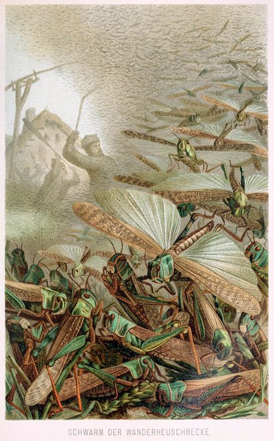 A Swarm of Locusts, from Brehms Tierleben, pub. 1860s by German School