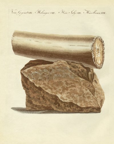 A Part of an Excavated Elephant Tusk Weapon (coloured engraving) by German School