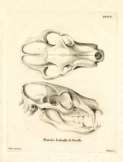 Aardwolf Skull by German School