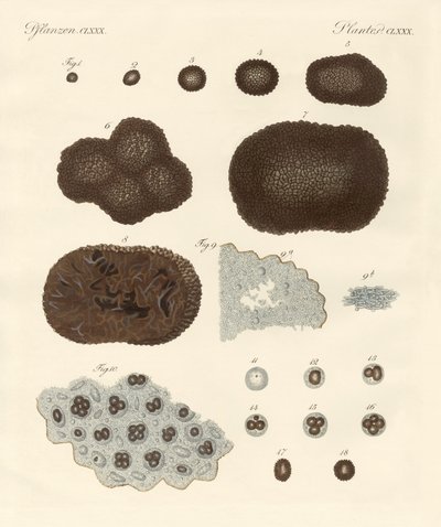 About the Organisation, Kind of Reproduction and the Building of Truffles by German School