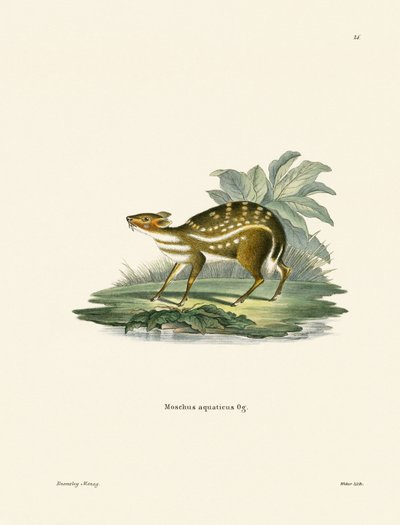 African Chevrotain by German School