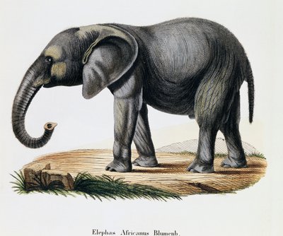 African Elephant (Elephas africanus), from Mammals illustrated from Nature with descriptions, by Johann Christian Daniel von Schreber, engraving by IC Bock after drawing by A Fleischmann by German School