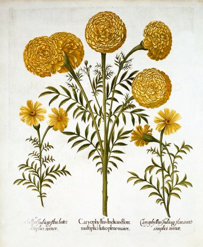 African Marigold and French Marigolds, from Hortus Eystettensis by German School
