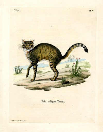 African Wildcat by German School