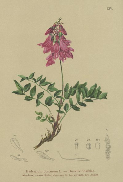 Alpine by German School