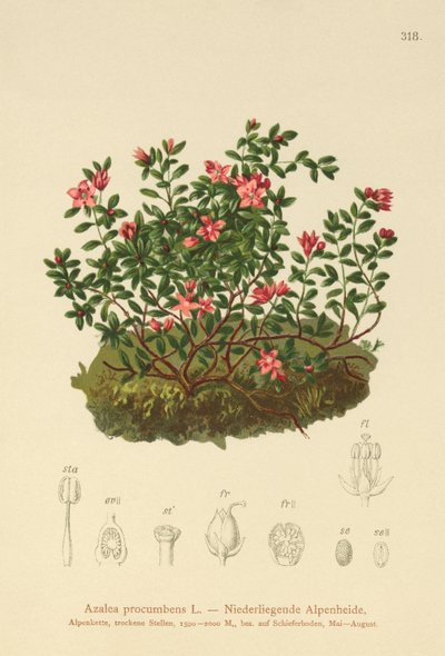 Alpine Azalea by German School