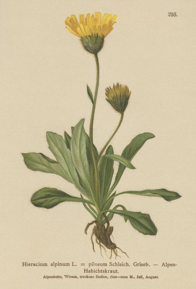 Alpine Hawkweed by German School