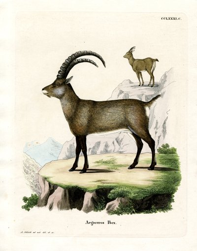 Alpine Ibex by German School