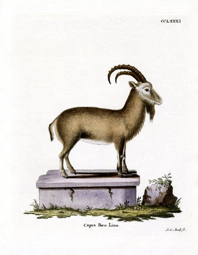 Alpine Ibex by German School