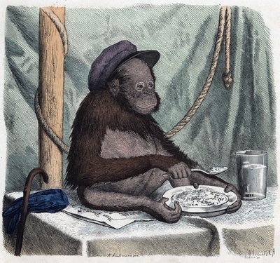 An educated orangutan eats rice with a spoon. In 