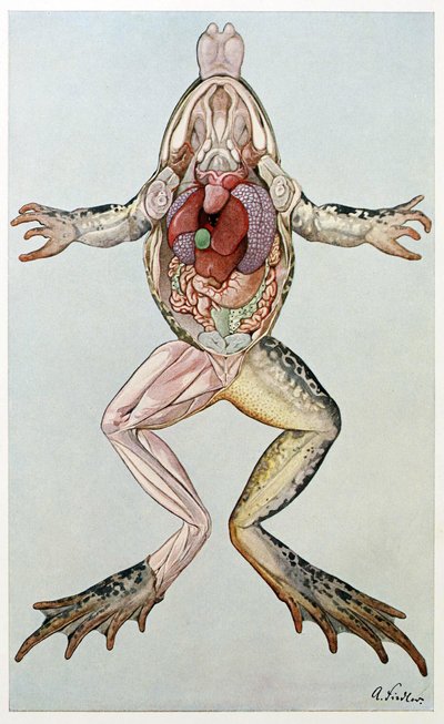 Anatomical Cross Section of a Female Frog, from Brehm