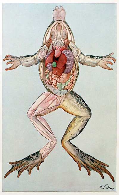 Anatomical Cross Section of a Female Frog, from Brehms Tierleben by German School