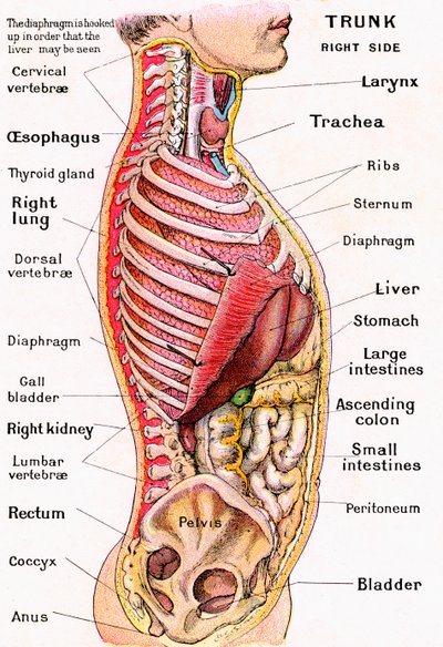 Anatomical View of the Human Torso by German School