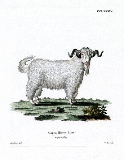 Angora Goat by German School