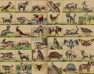 Animal and Bird Pictures by German School
