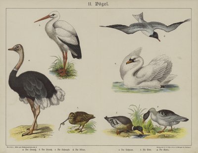 Animals by German School