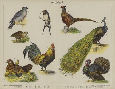 Animals by German School