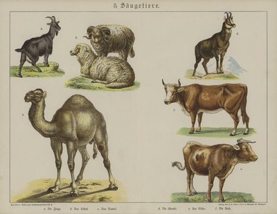 Animals by German School