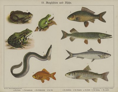Animals by German School