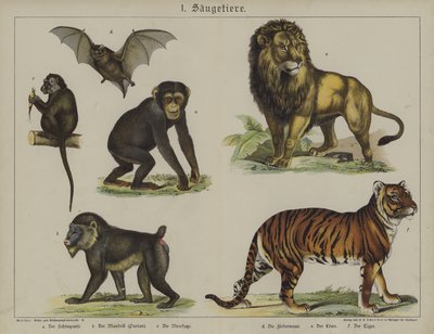 Animals by German School