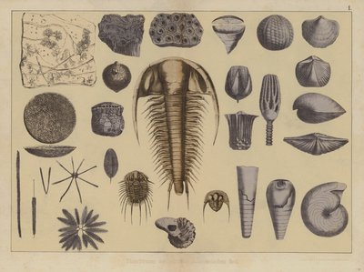 Animals of the early Palaeozoic Era by German School