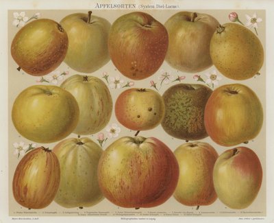 Apples by German School