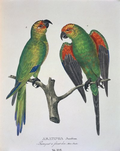 Aratinga Aurifrons (male and female), table XVI from 